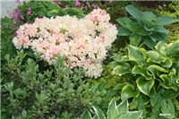 6a43e778-IMG_7125 vrt u sjeni.jpg